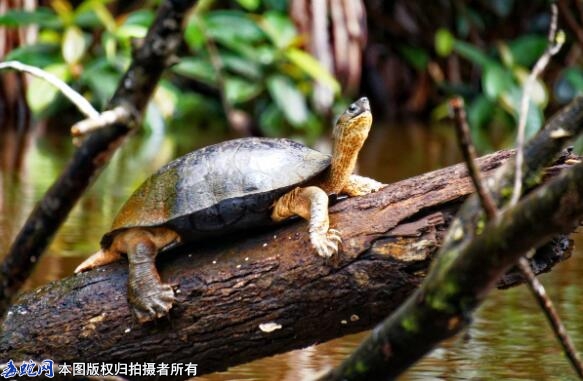 龟的象征意义？乌龟的寓意是什么？