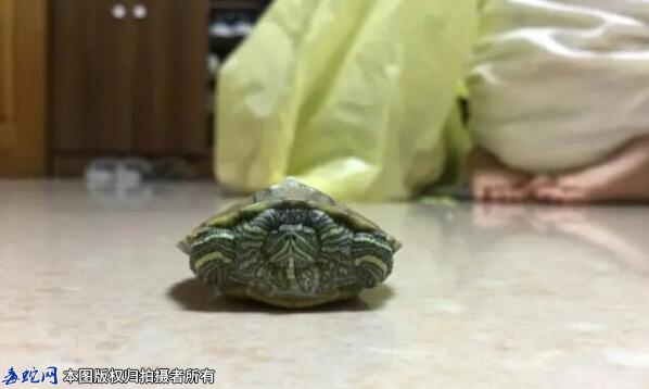 十大颜值最高的宠物龟？
