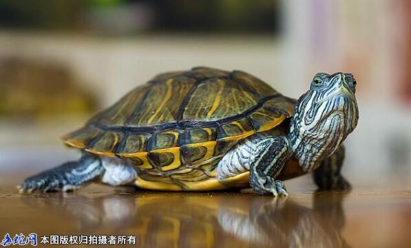 家里养什么龟最好?