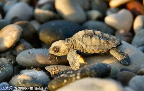 宠物龟怎么喂养？