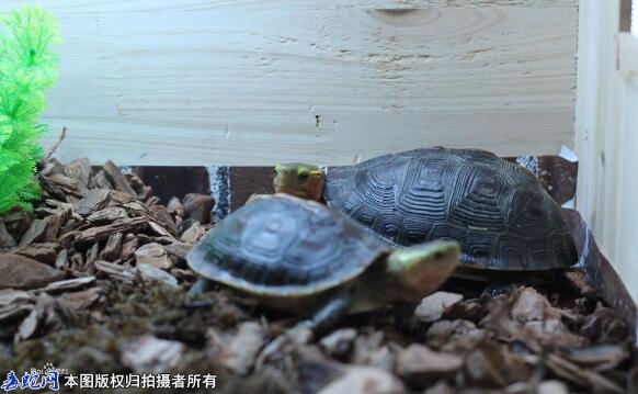 乌龟品种大全298种