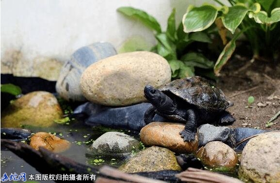 养乌龟在家里对风水好不好？