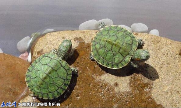 什么龟认主人最快？