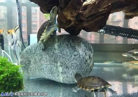 宠物龟寿命、宠物龟一般能活多久？