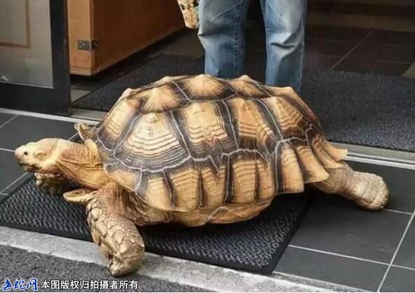 卖陆龟犯法吗？