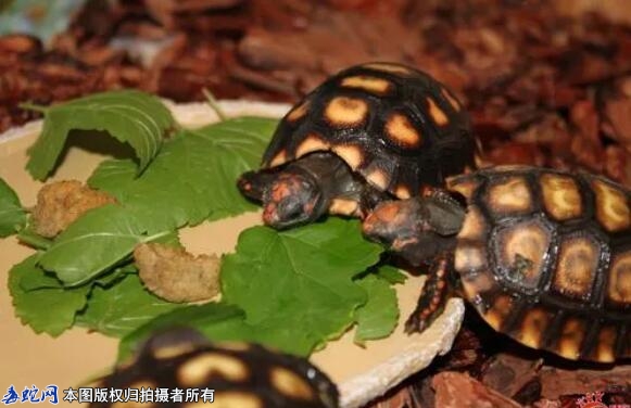 中国允许养哪些陆龟？