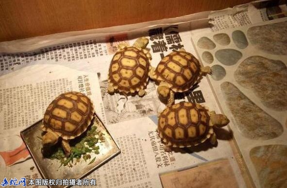 6月30日陆龟开放饲养是真的吗？