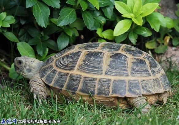 中国陆龟有哪些品种？