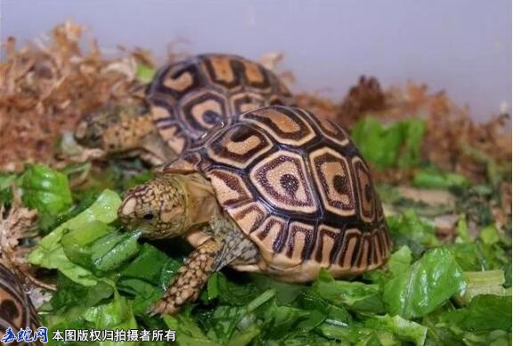 为什么陆龟不让养？