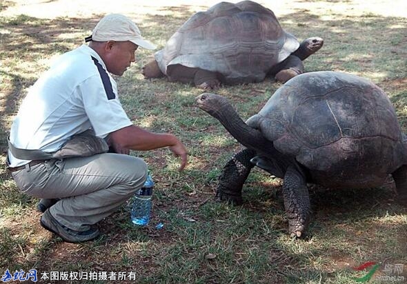 十大陆龟排行榜、世界上十大著名陆龟图...