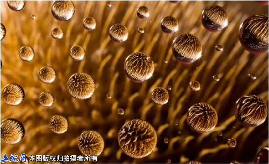 蛇毒抗菌肽的作用？
