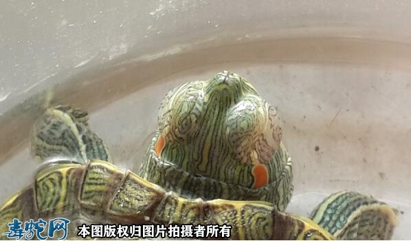 小巴西龟眼睛有白膜睁不开怎么办？