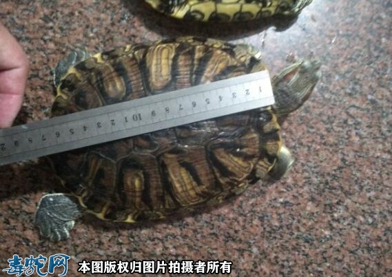 巴西龟的寿命是多少年？