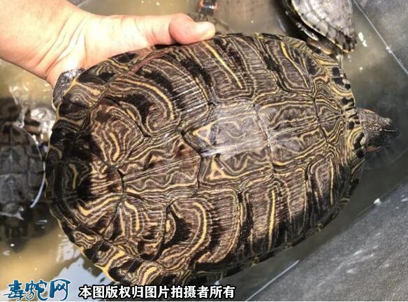 巴西龟能长多大多重？