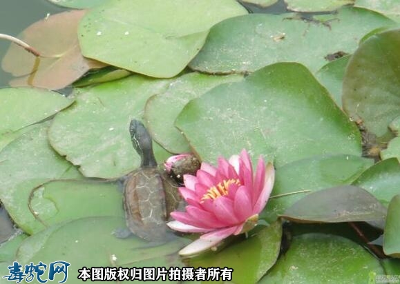 巴西龟可以放生吗？放生巴西龟应该怎么...