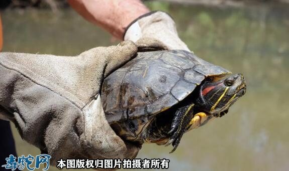 巴西龟认识主人吗？
