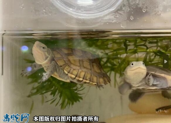 家里养巴西龟十大禁忌？