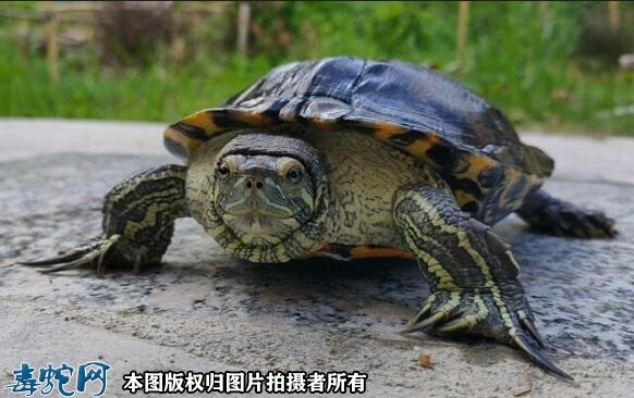 巴西龟多大开始咬人？
