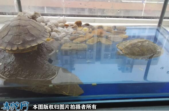 巴西龟在家养吉利吗？
