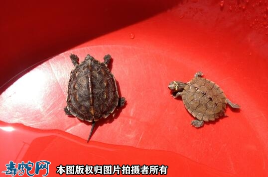 乌龟出现灵性征兆？