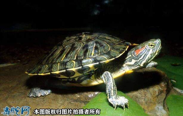 巴西龟开心的表现有哪些？