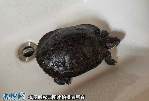 为什么乌龟不能送人？