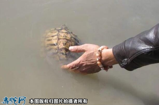 巴西龟放生的后果？