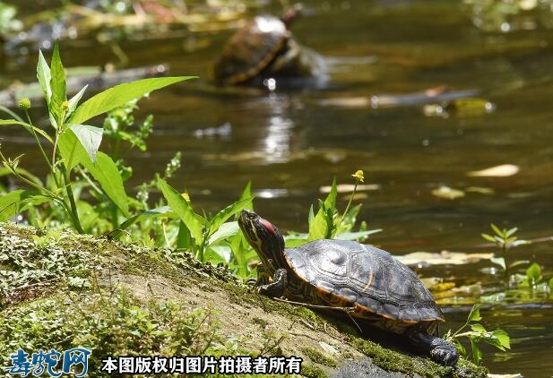 不知情放生了一只巴西龟？放生一只巴西...