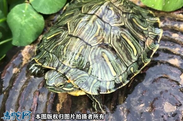 巴西龟最佳放生地点？