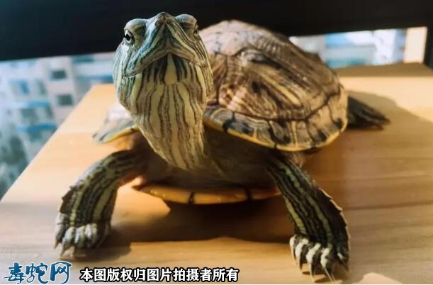 巴西龟为什么叫招财龟？