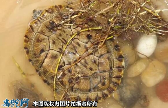 巴西龟可以旺宅吗？巴西龟镇宅吗？