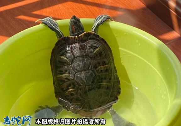 巴西龟不停抓壁原因？