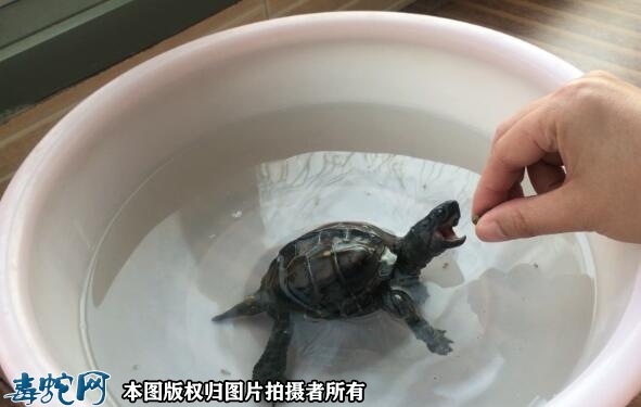 草龟吃什么食物？