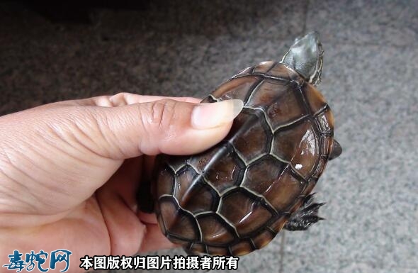 草龟怎么养？草龟的饲养方法！