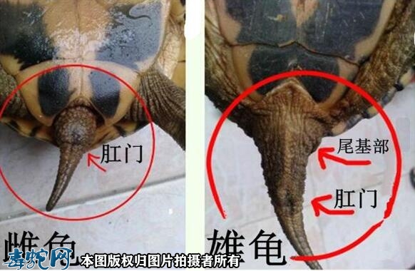 草龟怎么分公母？