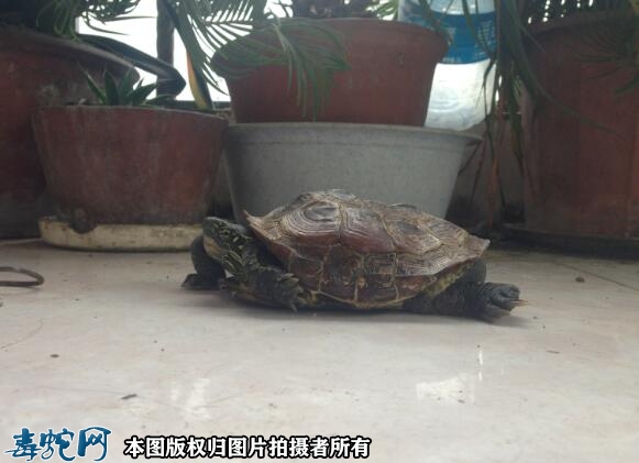 草龟可以深水养吗？