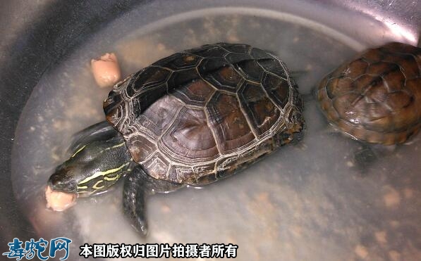草龟咬人吗？