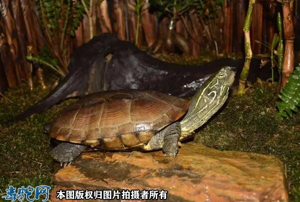 中华草龟为什么不能养？