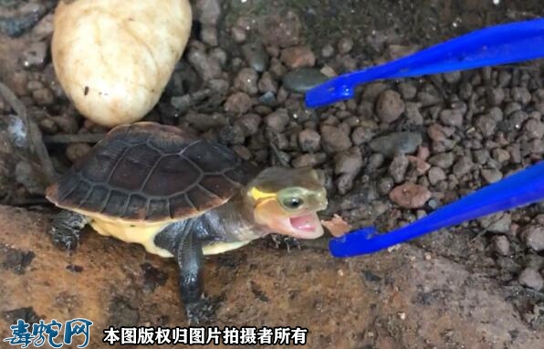养草龟的十大忌讳？