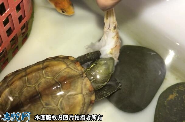 怎样养草龟？中华草龟的饲养方法及注意...