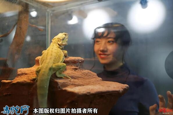 法治日报：火热异宠市场交易存三大法律...