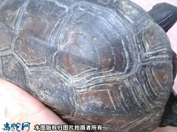 100年老草龟图片