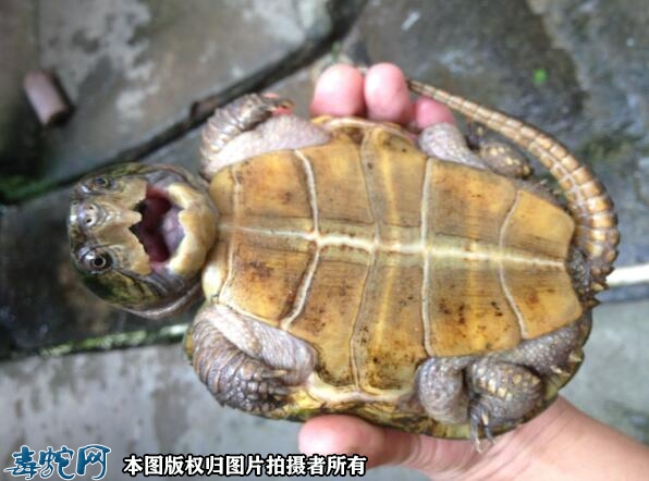 十大牢底坐穿龟？国家严禁饲养的乌龟品...