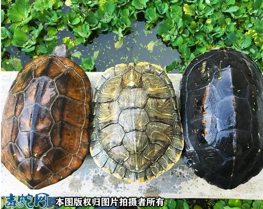 草龟是什么龟？
