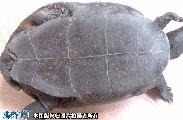 草龟寿命一般多少年？