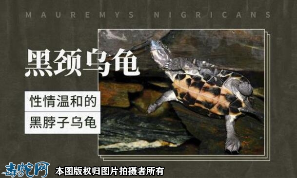 中国十大名贵乌龟品种？