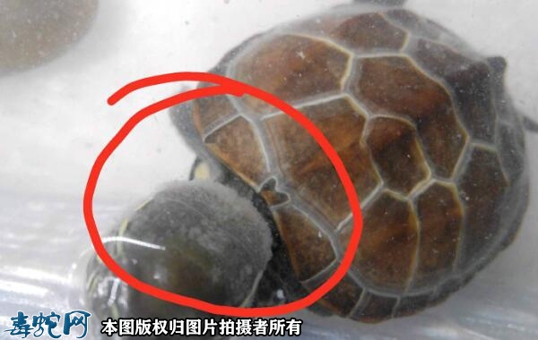 乌龟身上有白色絮状物？
