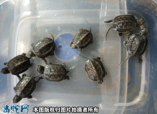 为什么不建议养草龟？