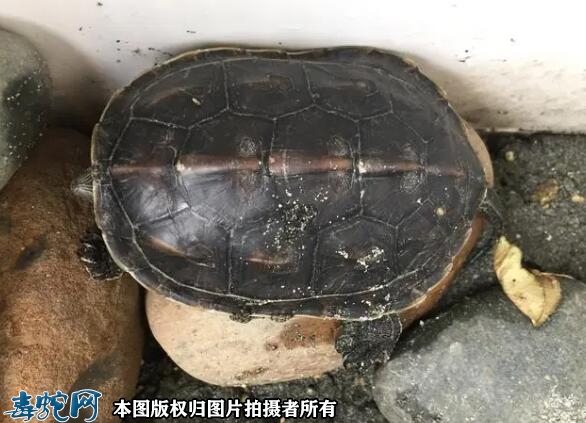 中华草龟最爱吃的10种食物？
