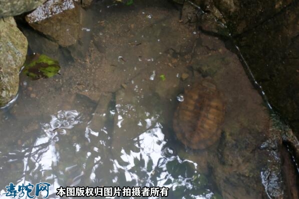 草龟的生活环境？